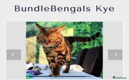 Bengal cats for sale: STUNNING BROWN MALE BENGAL;TICA REG) - Image 4