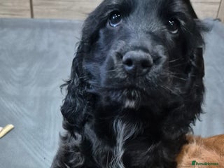 Cocker Spaniel dogs *READY NOW* 1 LEFT KC Show Cocker Spaniel Puppies - Advert 4
