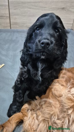 Cocker Spaniel dogs *READY NOW* 1 LEFT KC Show Cocker Spaniel Puppies - Advert 8