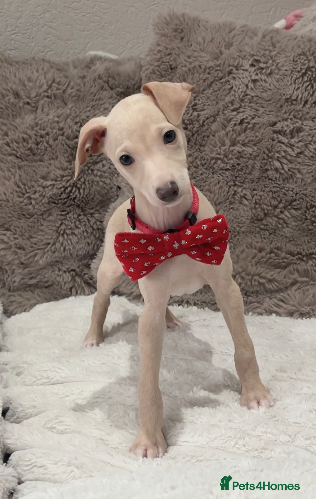 Italian Greyhound dogs Gorgeous KC Italian Greyhound Puppies - Advert 2