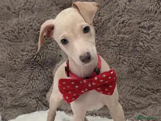 Italian Greyhound dogs Gorgeous KC Italian Greyhound Puppies - Advert 2