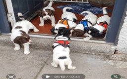 English Springer Spaniel dogs for sale: KC-ESS PUPPIES - DNA Health tested   - Image 18
