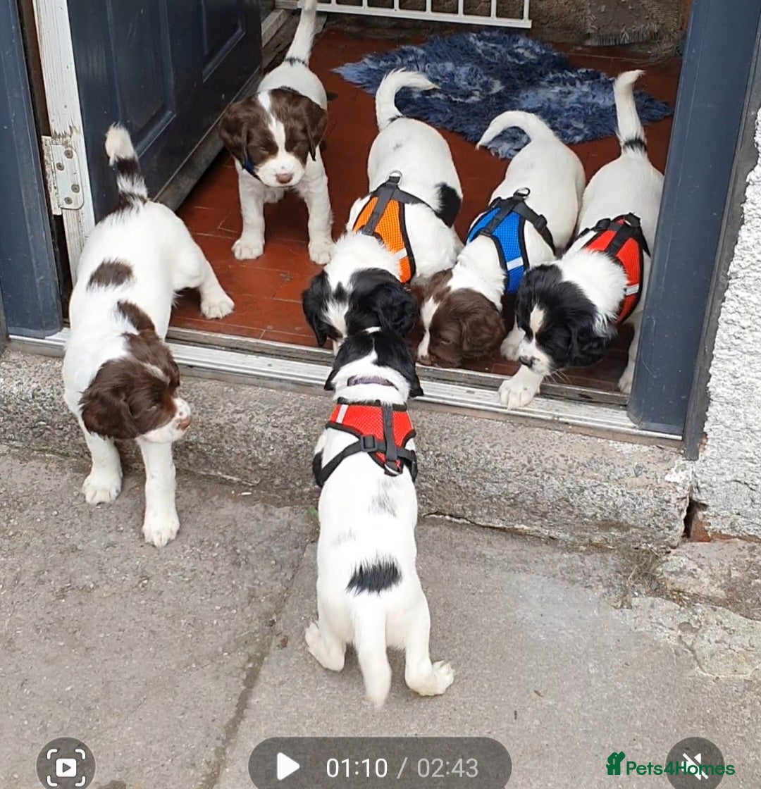 English Springer Spaniel dogs for sale: KC-ESS PUPPIES - DNA Health tested   - Image 18