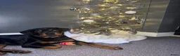 Rottweiler dogs for sale: Beautiful Rottweiler needing the right home ❤️ - Advert 10