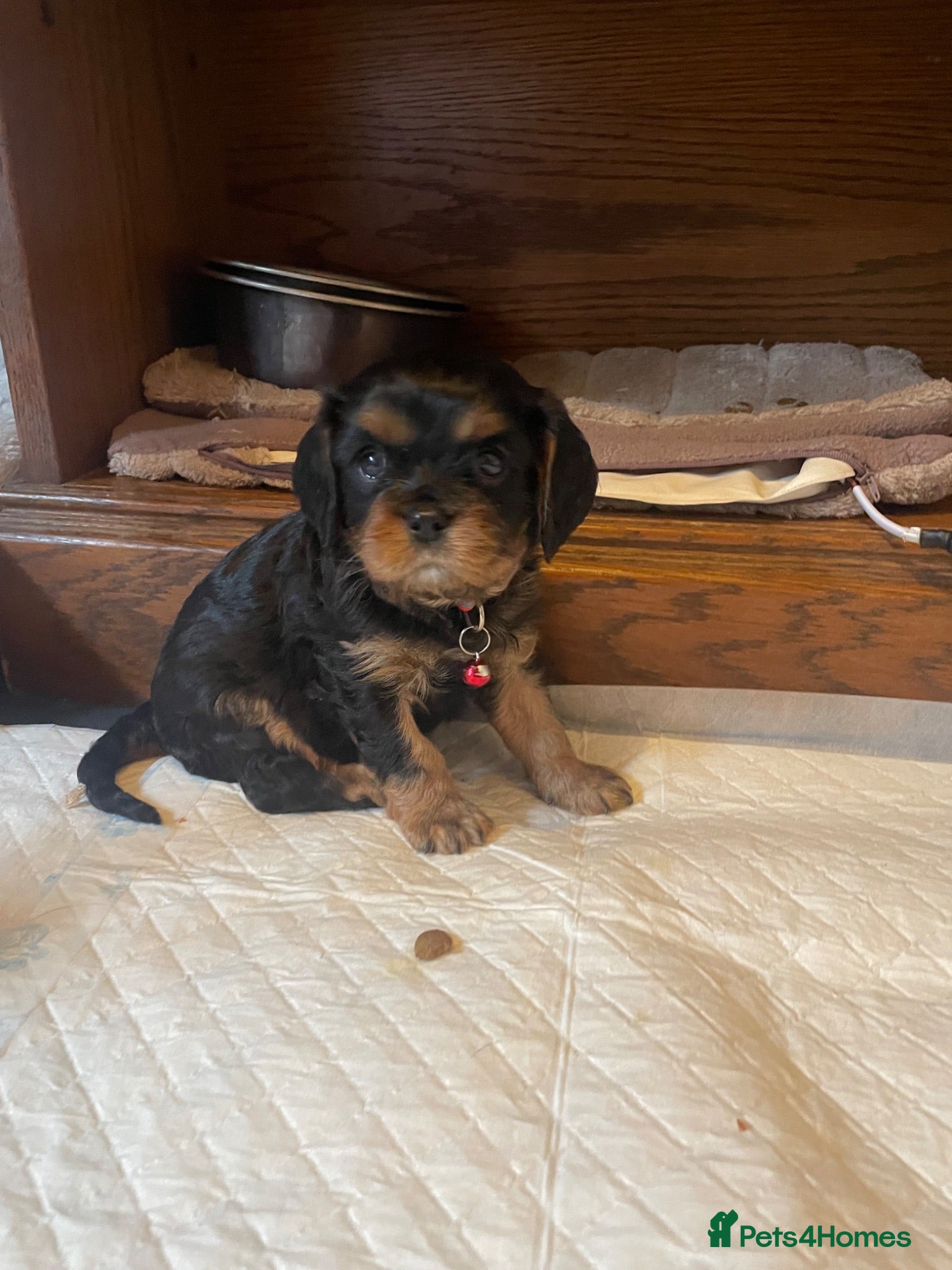 Cavalier King Charles Spaniel dogs King Charles cavalier babies  - Advert 2