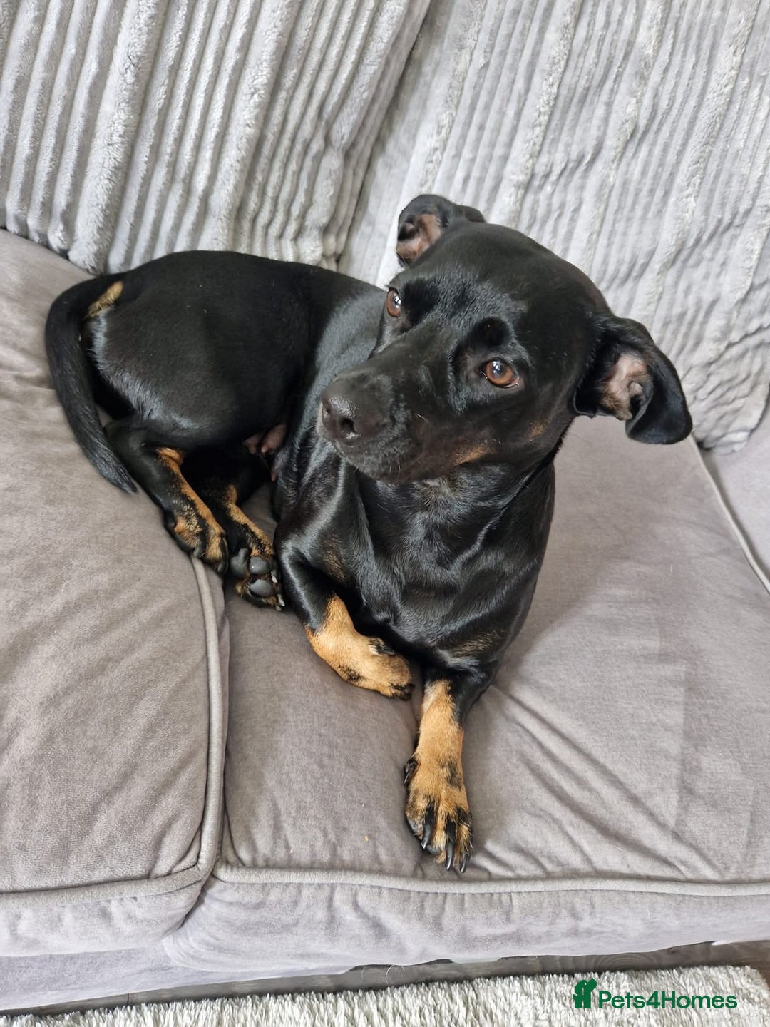 Dachshund dogs for sale: Daschund puppies  - Advert 1