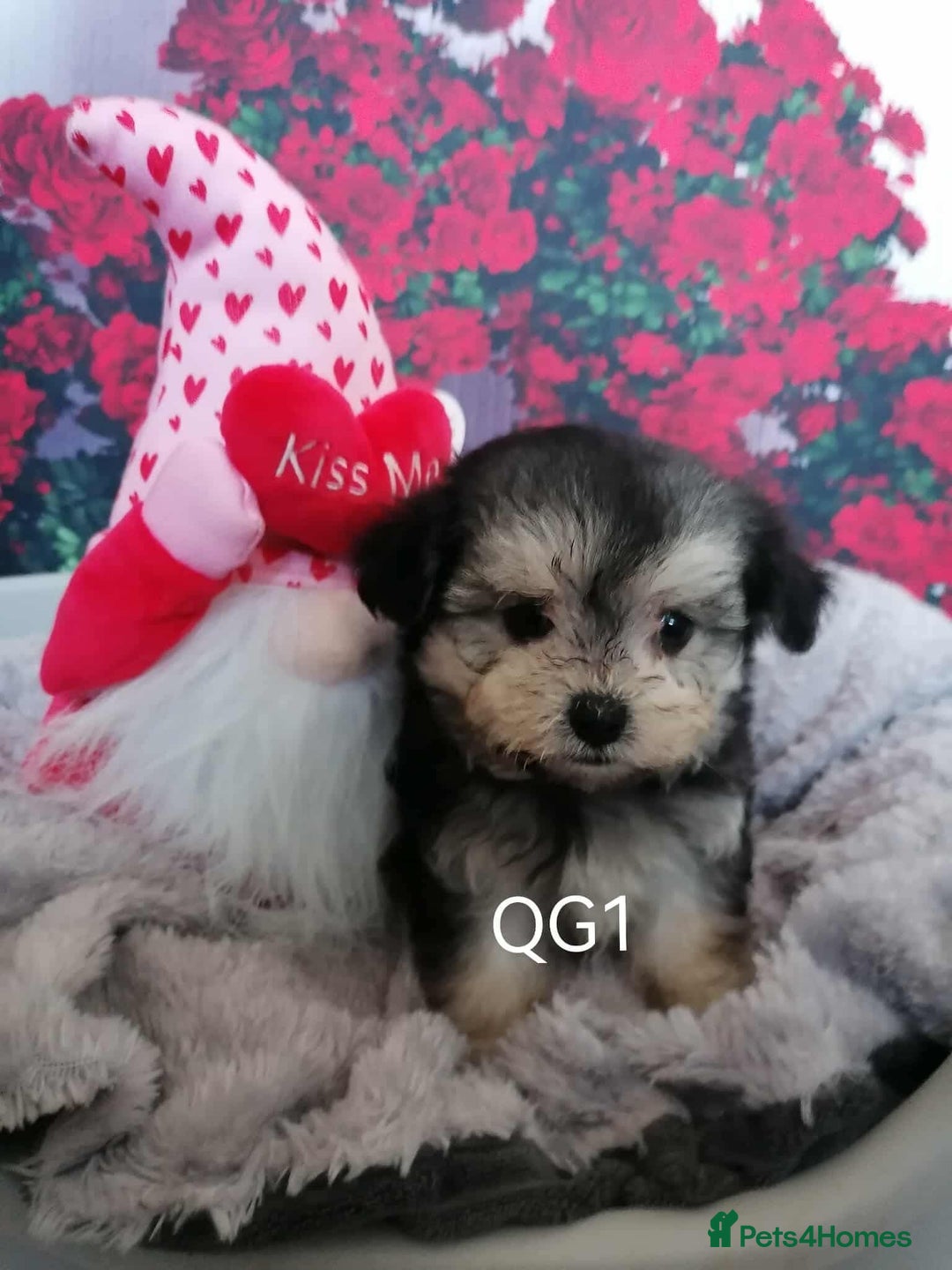 Maltipoo dogs for sale: Stunning  TINY phantom Maltipoos ready now  - Image 7