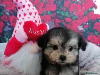 Maltipoo dogs - Advert 2