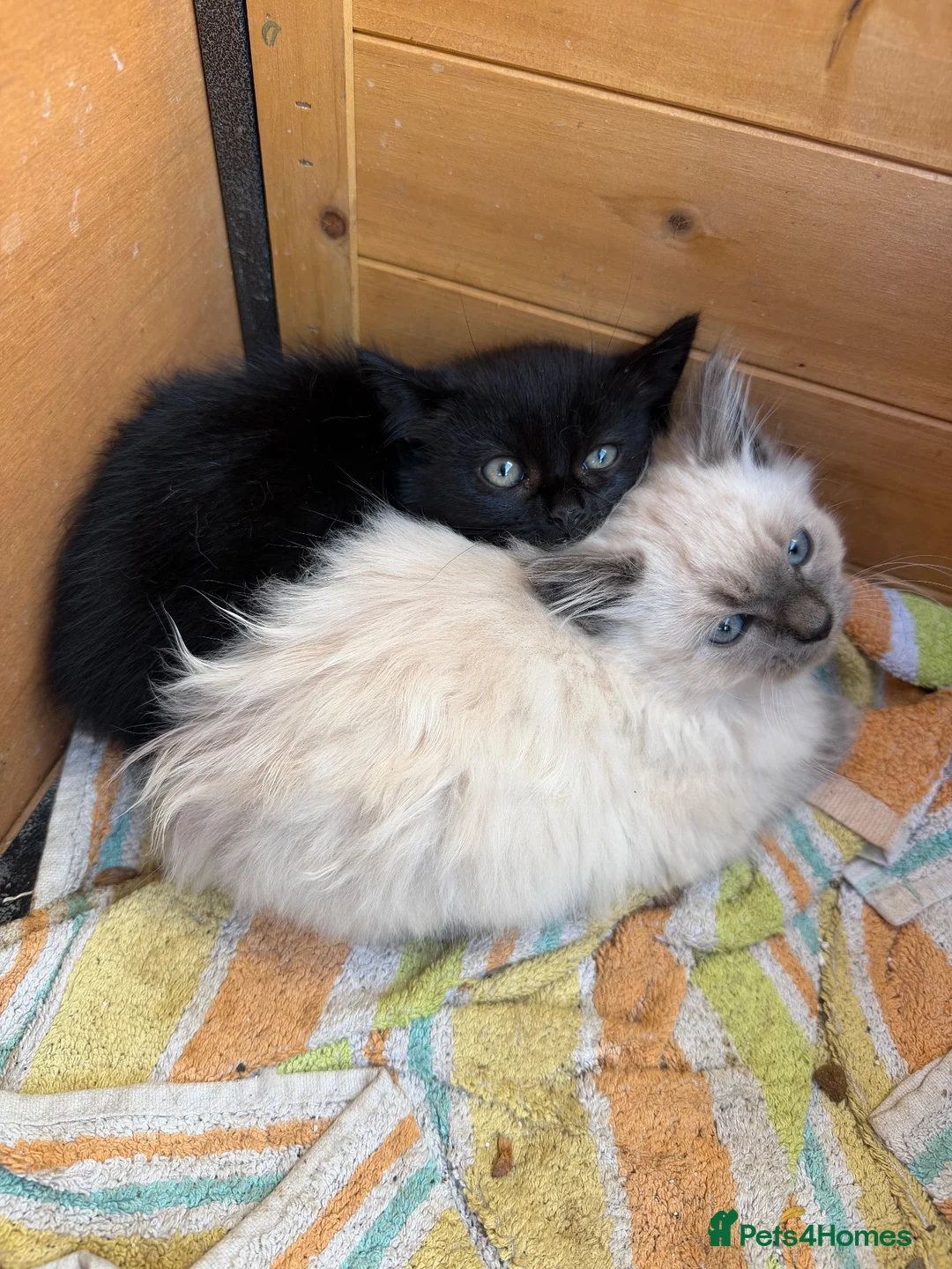Mixed Breed cats for sale: READY TO GO Beautiful Ragdoll x kittens  - Advert 1