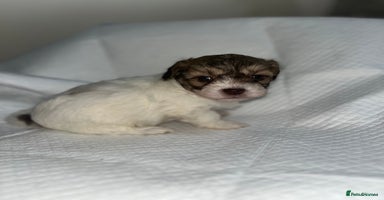 Shihpoo dogs Shihpoos  - Advert 11