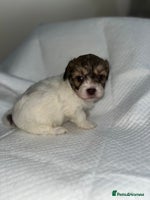 Shihpoo dogs Shihpoos - Advert 6