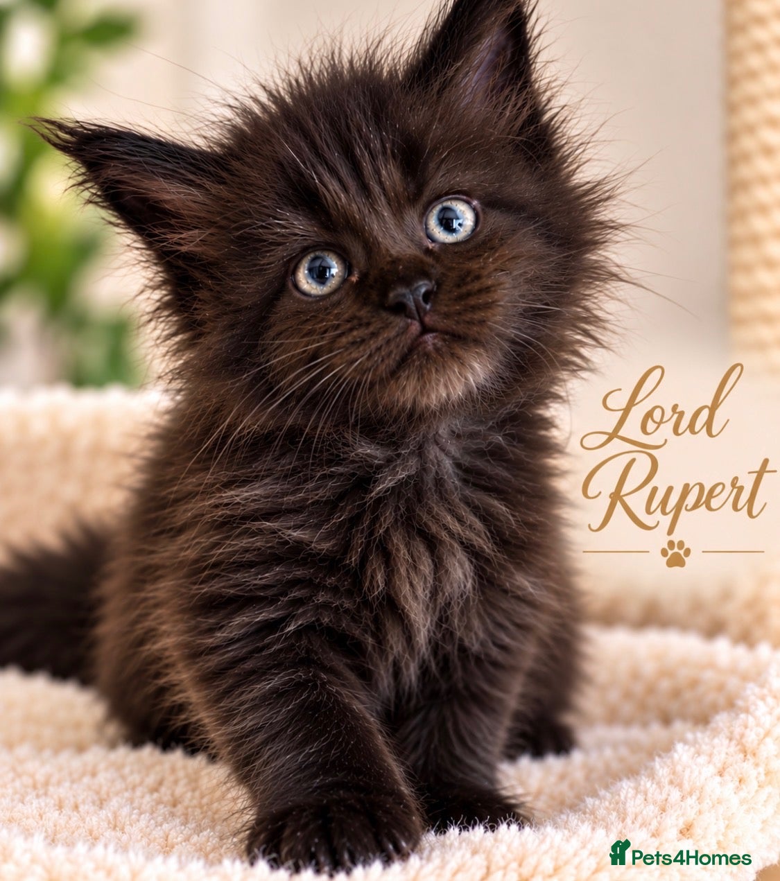 Maine Coon cats for sale: READY NOW , TICA REG MAINECOONS  - Advert 1