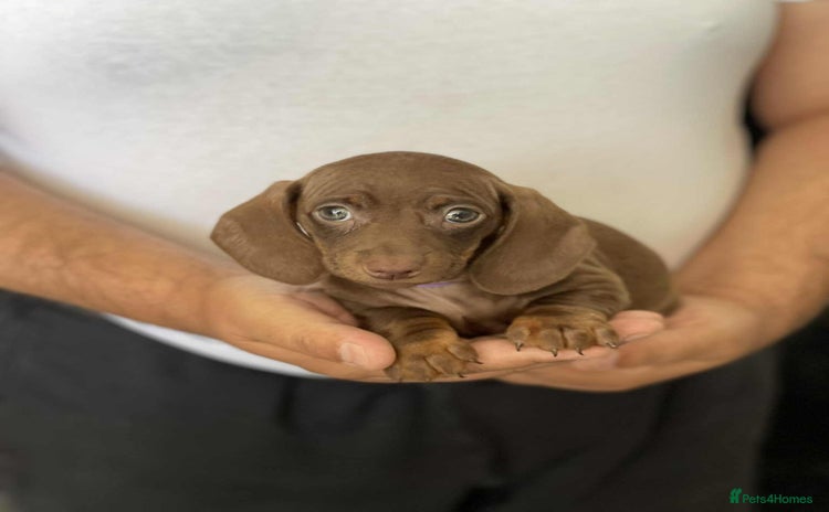Miniature Dachshund dogs - Advert 6