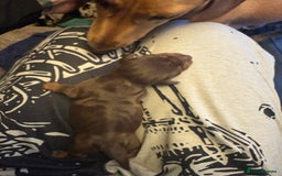 Miniature Dachshund dogs for sale: Miniature dachshund puppies  - Image 8