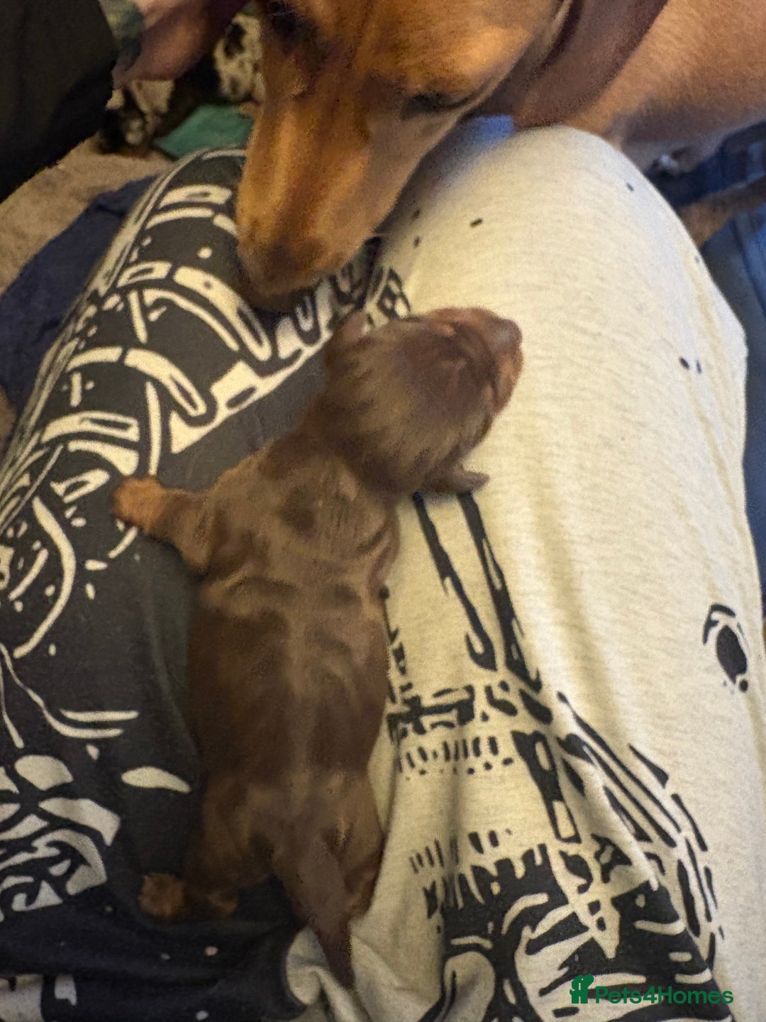 Miniature Dachshund dogs for sale: Miniature dachshund puppies  - Image 8