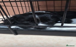 Cocker Spaniel dogs for sale: KC Registered Working Cocker Spaniels - Image 8