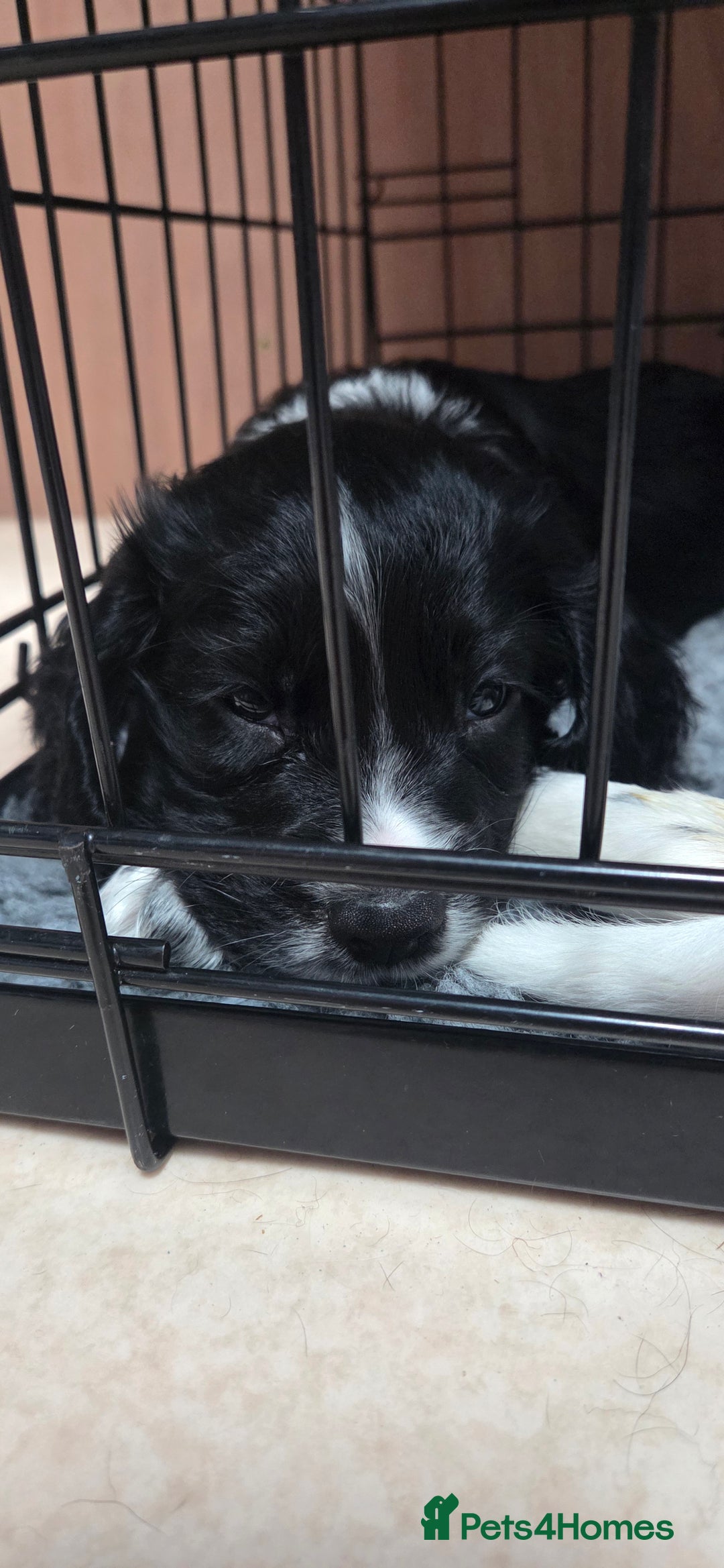 Cocker Spaniel dogs for sale: KC Registered Working Cocker Spaniels - Image 8