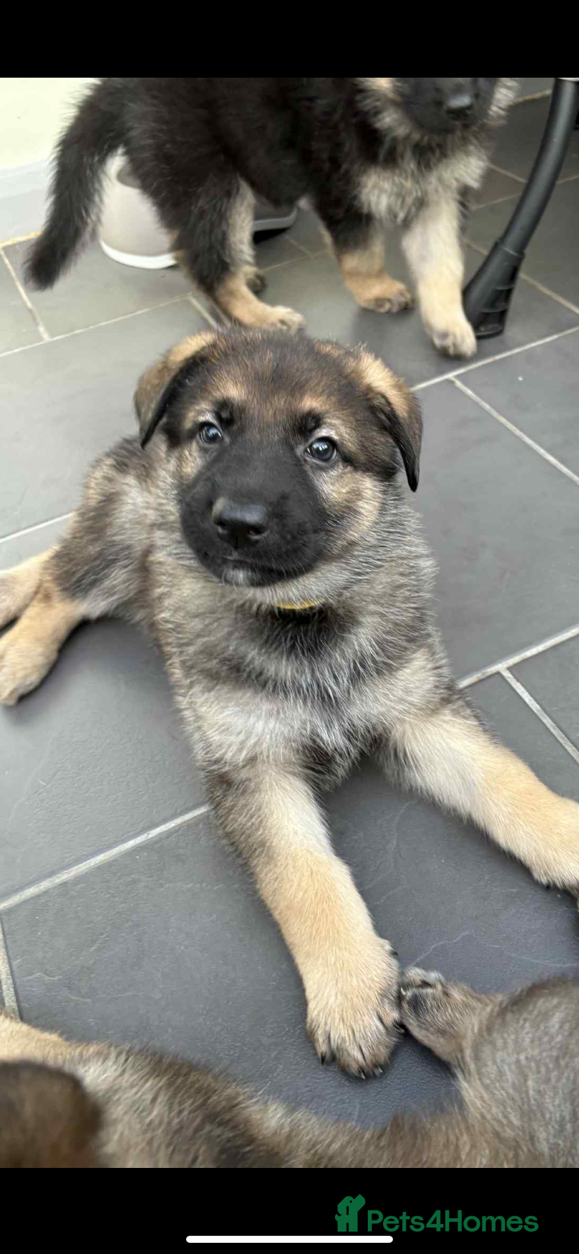 German Shepherd dogs Puppy German Shepherd - Advert 11