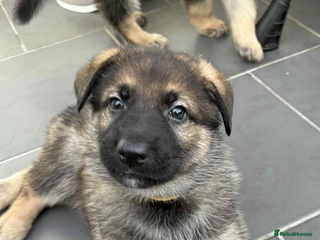 German Shepherd dogs Puppy German Shepherd - Advert 11