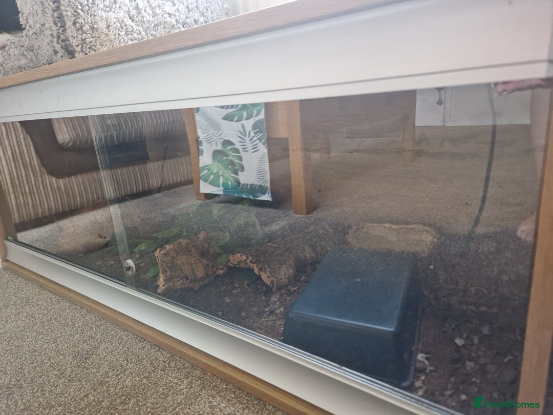 Snake reptiles for sale: Male Royal Python With Full Setup  - Image 3