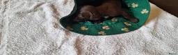 Mixed Breed dogs for sale: Cocker-Terripoo pups (cockerpoo) - Advert 29