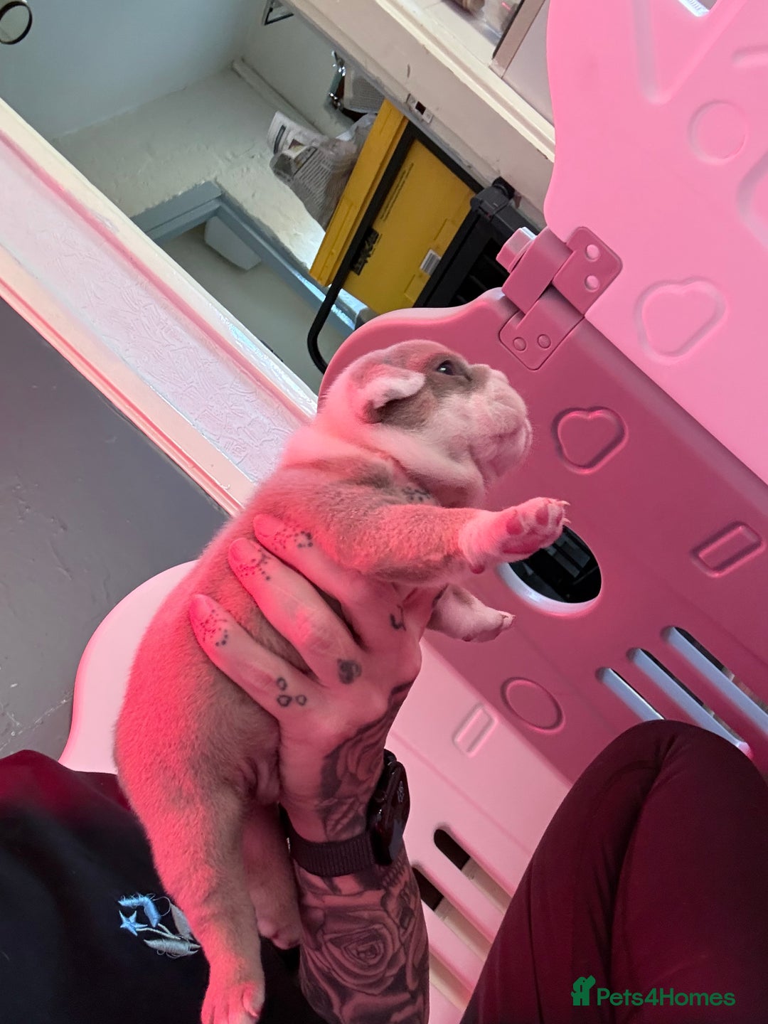 English Bulldog dogs for sale: Beautiful litter of blue fawn English bulldogs - Image 11