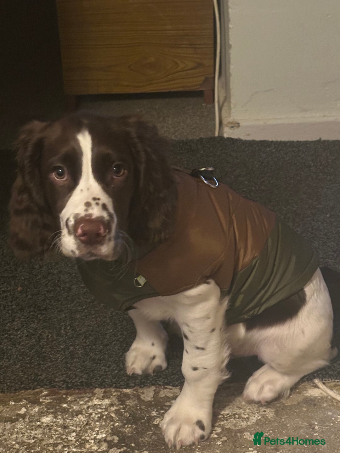 English Springer Spaniel dogs for sale: 20 ish week old springer spaniel - Image 5
