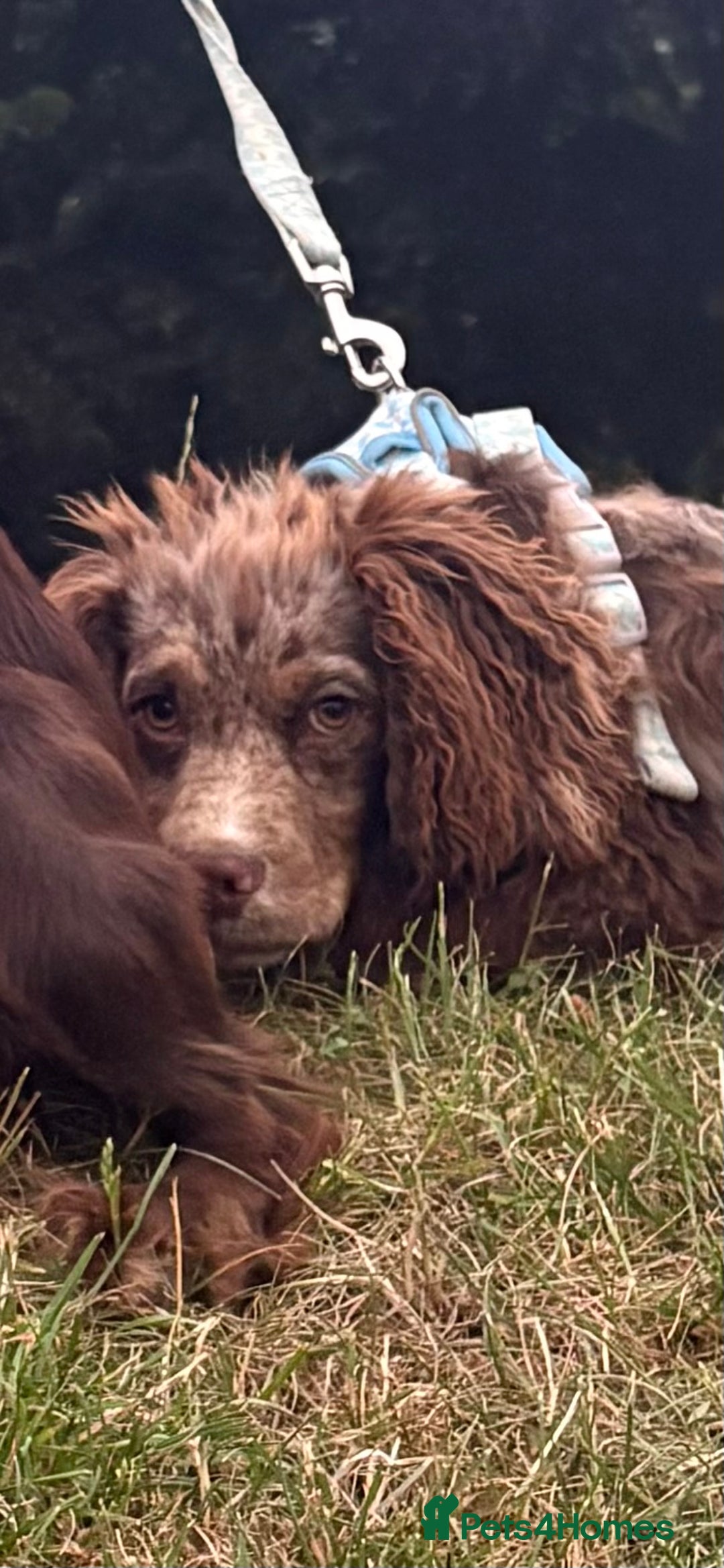 Cocker Spaniel dogs for sale: Merle male Cocker  - Image 2