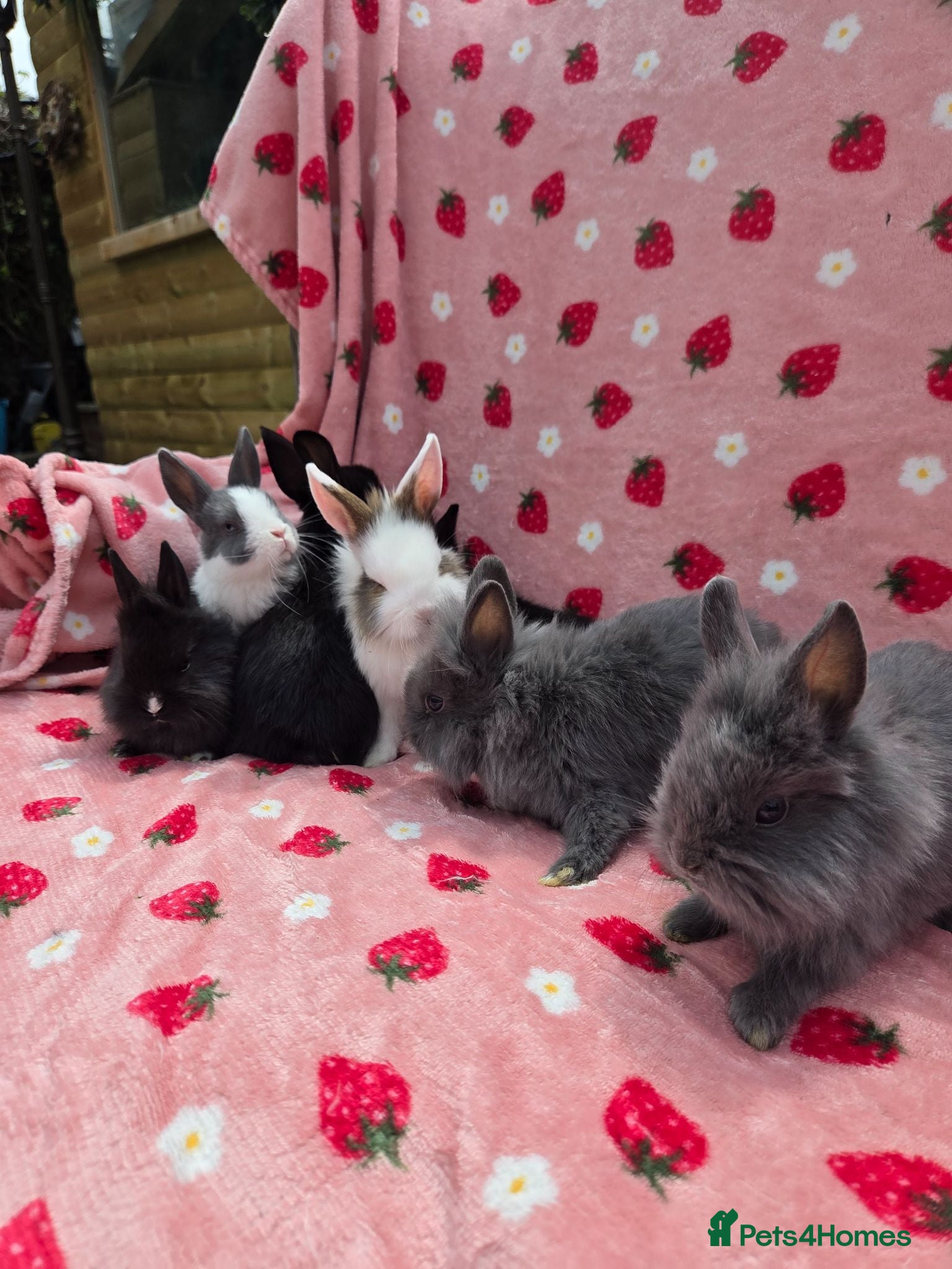 Mixed Breed rabbits plush mini lion lop bunnies ☆ 8 weeks ☆Ready Now - Advert 1