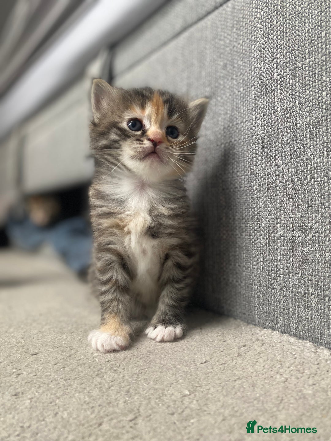 RagaMuffin cats for sale: 🐾 **Adopt Ragdoll-Shorthair Kitten!** 🐾 - Image 6
