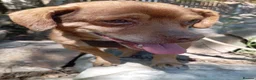 Mixed Breed dogs for adoption: 💙🐶 ALAN – LEFT BEHIND, BUT STILL RUNNING in Burton-on-Trent - Advert 7