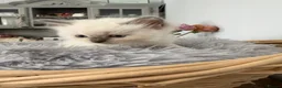 Ragdoll cats for sale: Beautiful Ragdoll Kittens – Health Tested Parents. - Advert 3