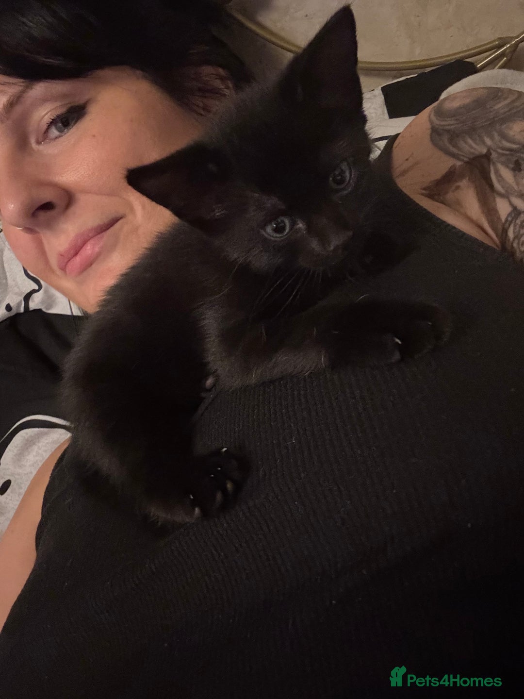 Mixed Breed cats for sale: Beautiful playful kittens - Image 12