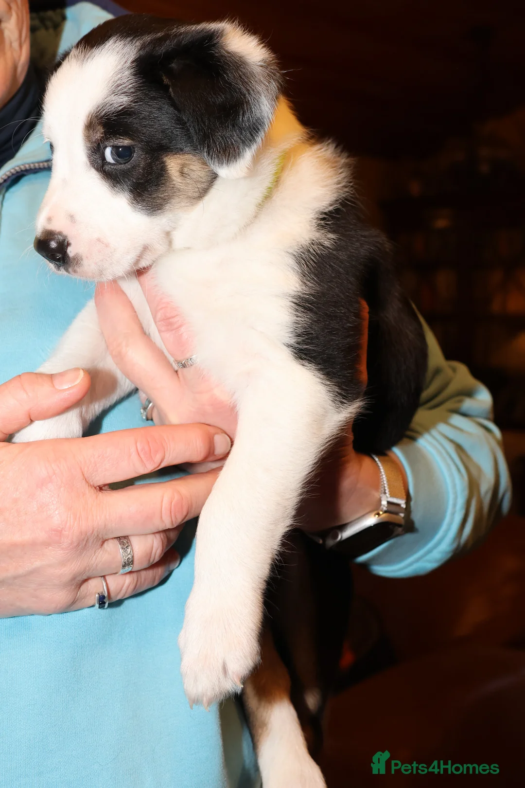Welsh Collie dogs for sale: Beautiful Welsh Collie Sheepdog Puppies for Sale - Advert 11