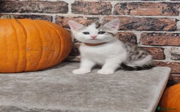 Mixed Breed cats for sale: Cute Bengal mix Kittens looking for loving homes🐱 - Image 39