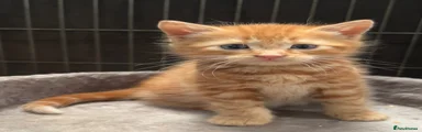 Mixed Breed Kitten 2
