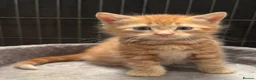 Mixed Breed cats for sale: Beautiful kittens  in Lutterworth - Advert 3