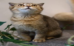 Scottish Fold cats for sale: Ready TICA reg stunning kittens available  - Image 32