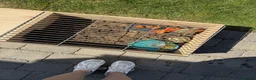 Tortoise reptiles for sale: Horsefield Tortoises & Setup  in Beverley - Advert 4