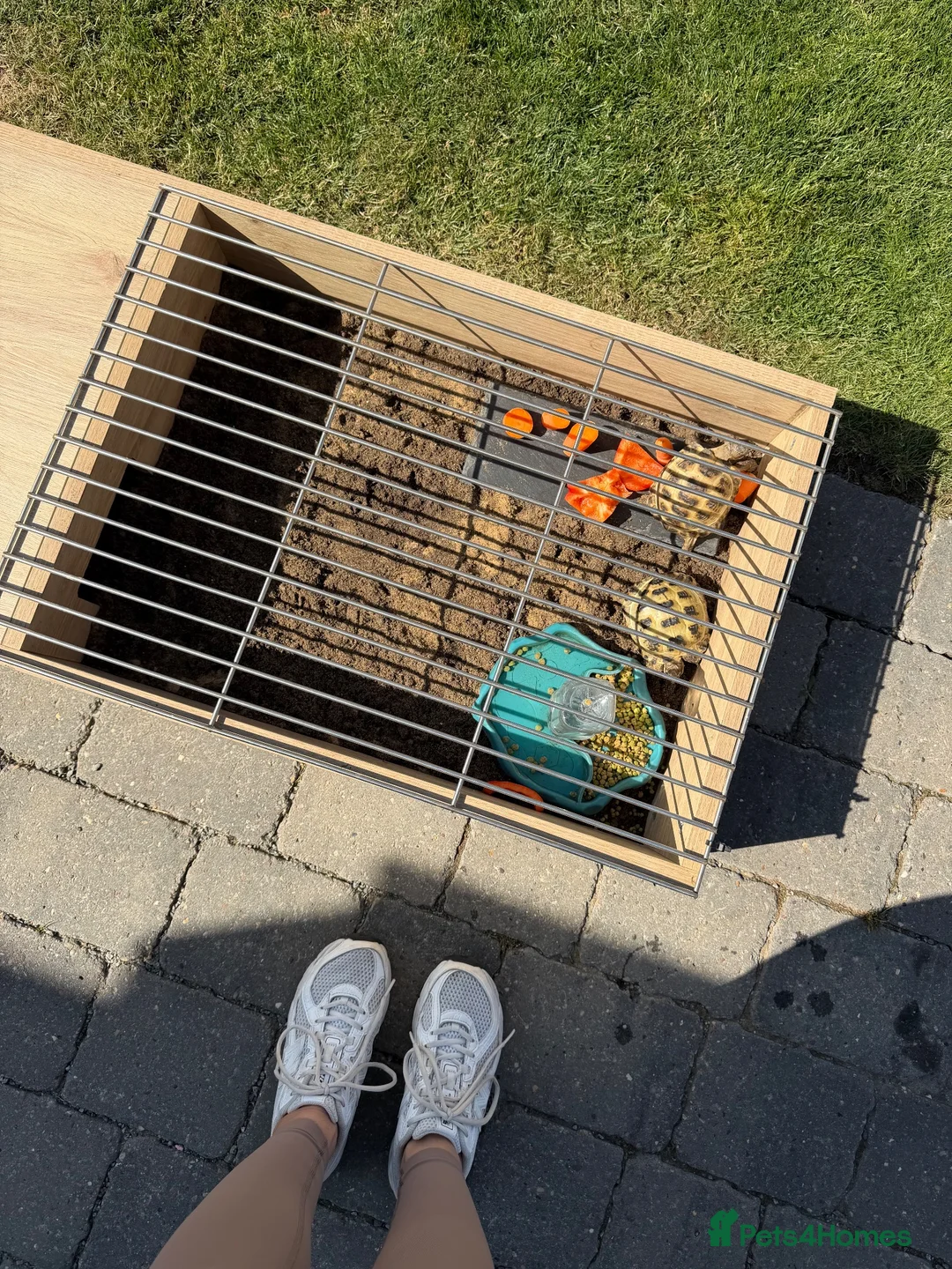 Tortoise reptiles for sale: Horsefield Tortoises & Setup  in Beverley - Advert 4
