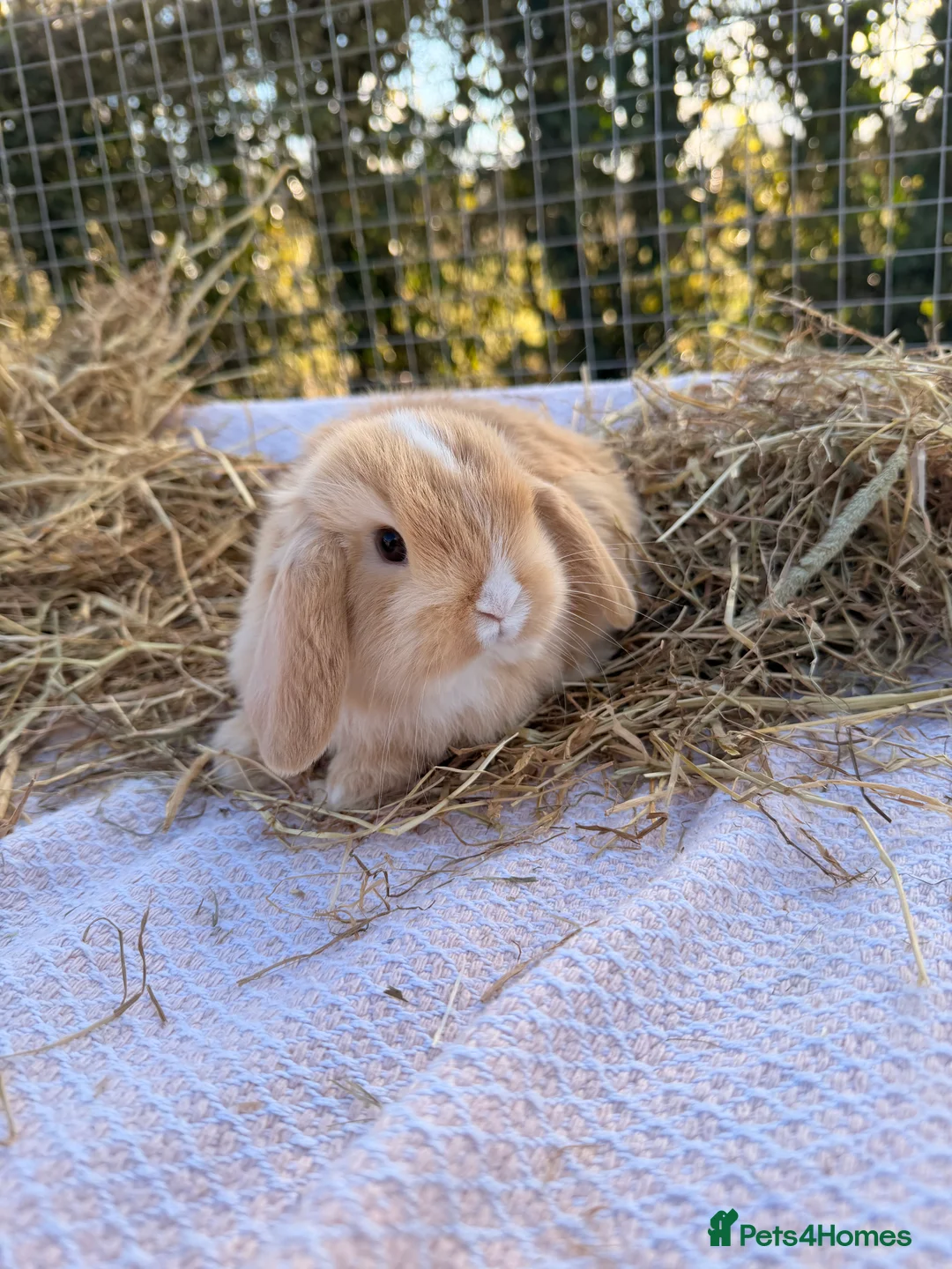 Mini Lop rabbits for sale: Gorgeous mini Lop babies  - Advert 14