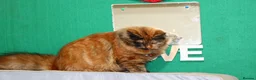 Persian cats for sale: 1 year old Females  - Advert 1
