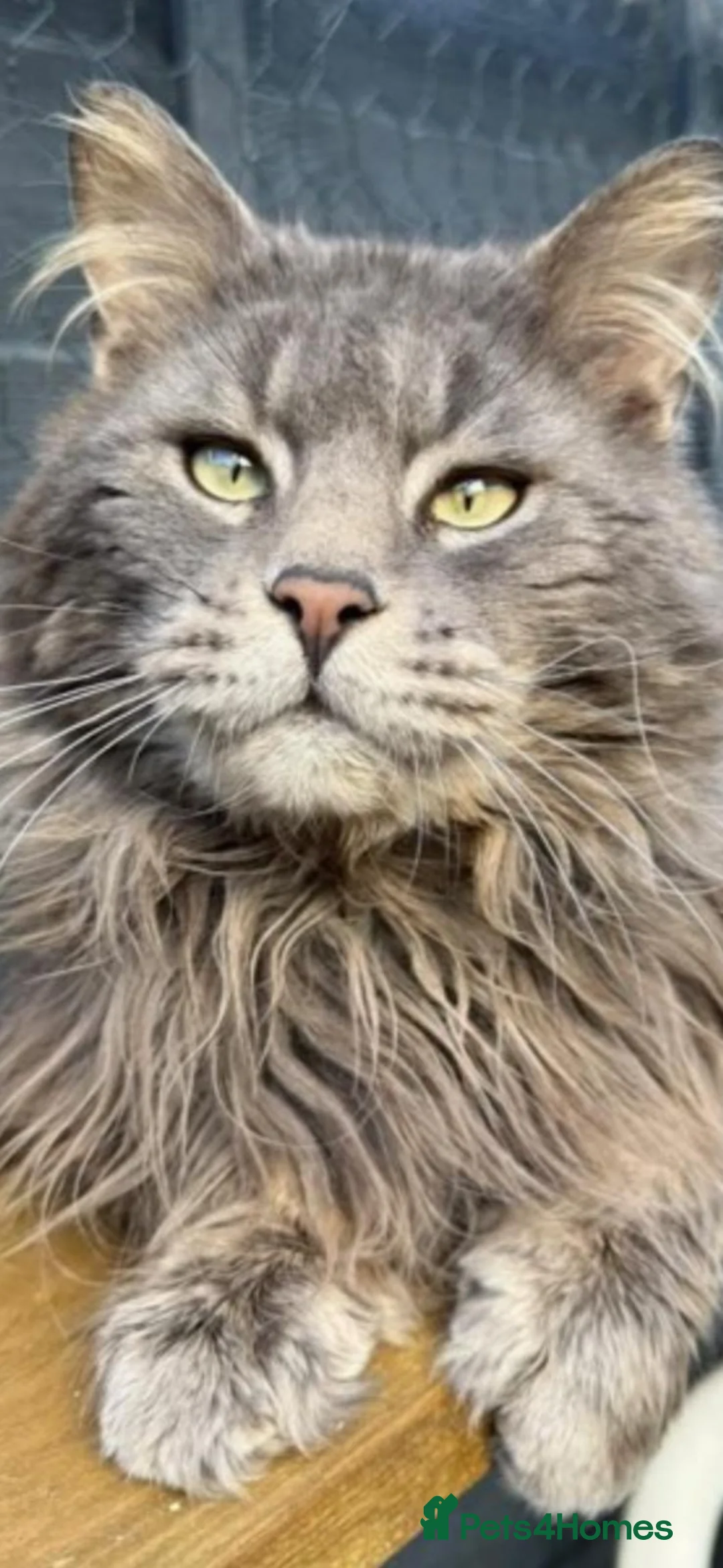 Maine Coon cats for sale: Exceptional Maine coon 3 left price dropped  - Advert 11