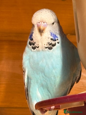 Budgerigars birds in Lancing - Advert 15
