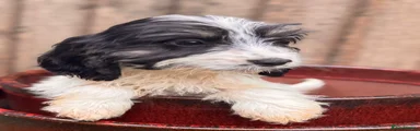 Cockapoo 3