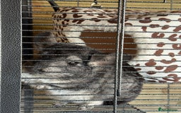 Chinchilla rodents for sale: x2 chinchillas  - Image 2