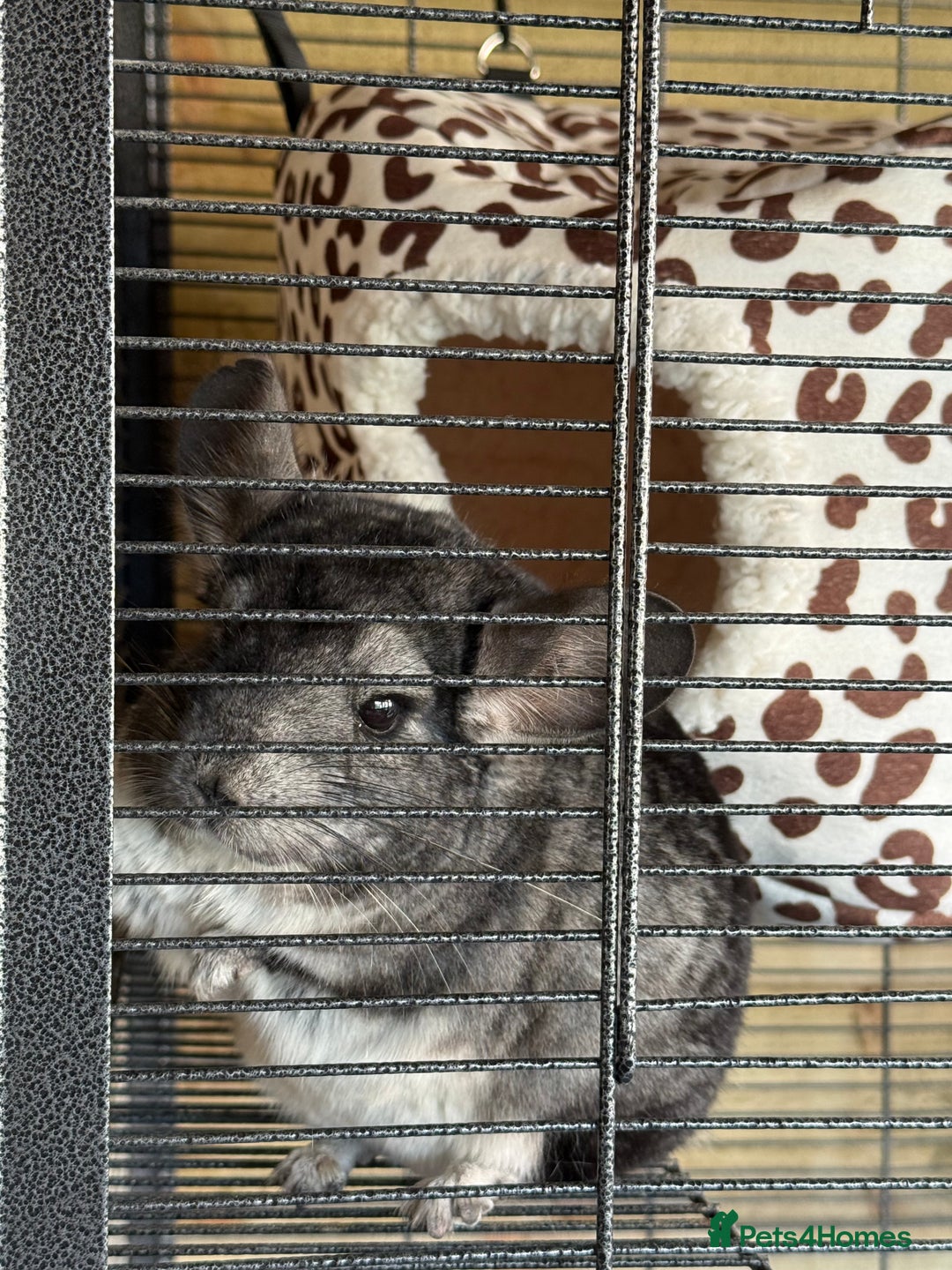 Chinchilla rodents for sale: x2 chinchillas  - Image 2