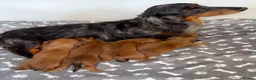 Miniature Dachshund dogs for sale: 🩷Stunning Long Haired Mini Dachshunds💙 - Advert 12