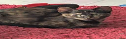 Mixed Breed cats for sale: 4 lovely kittens - Advert 2