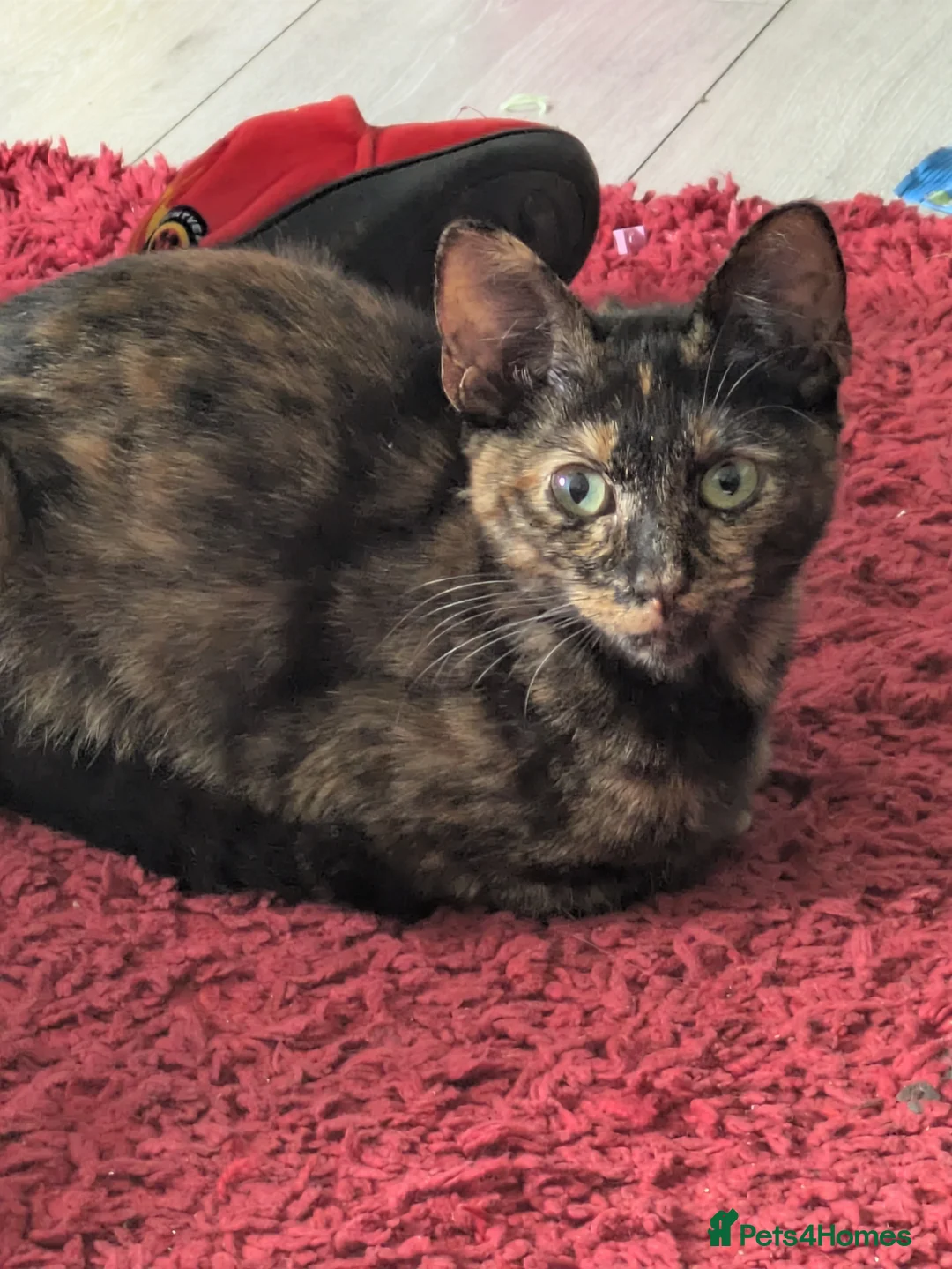 Mixed Breed cats for sale: 4 lovely kittens - Advert 2